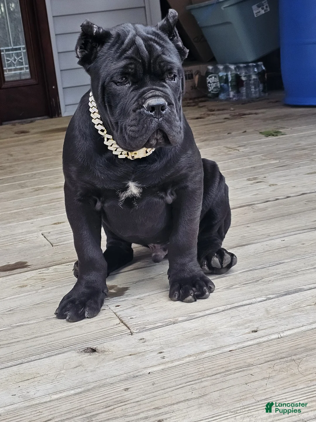 Cane Corso dogs for sale: ZEUS - Ad 16