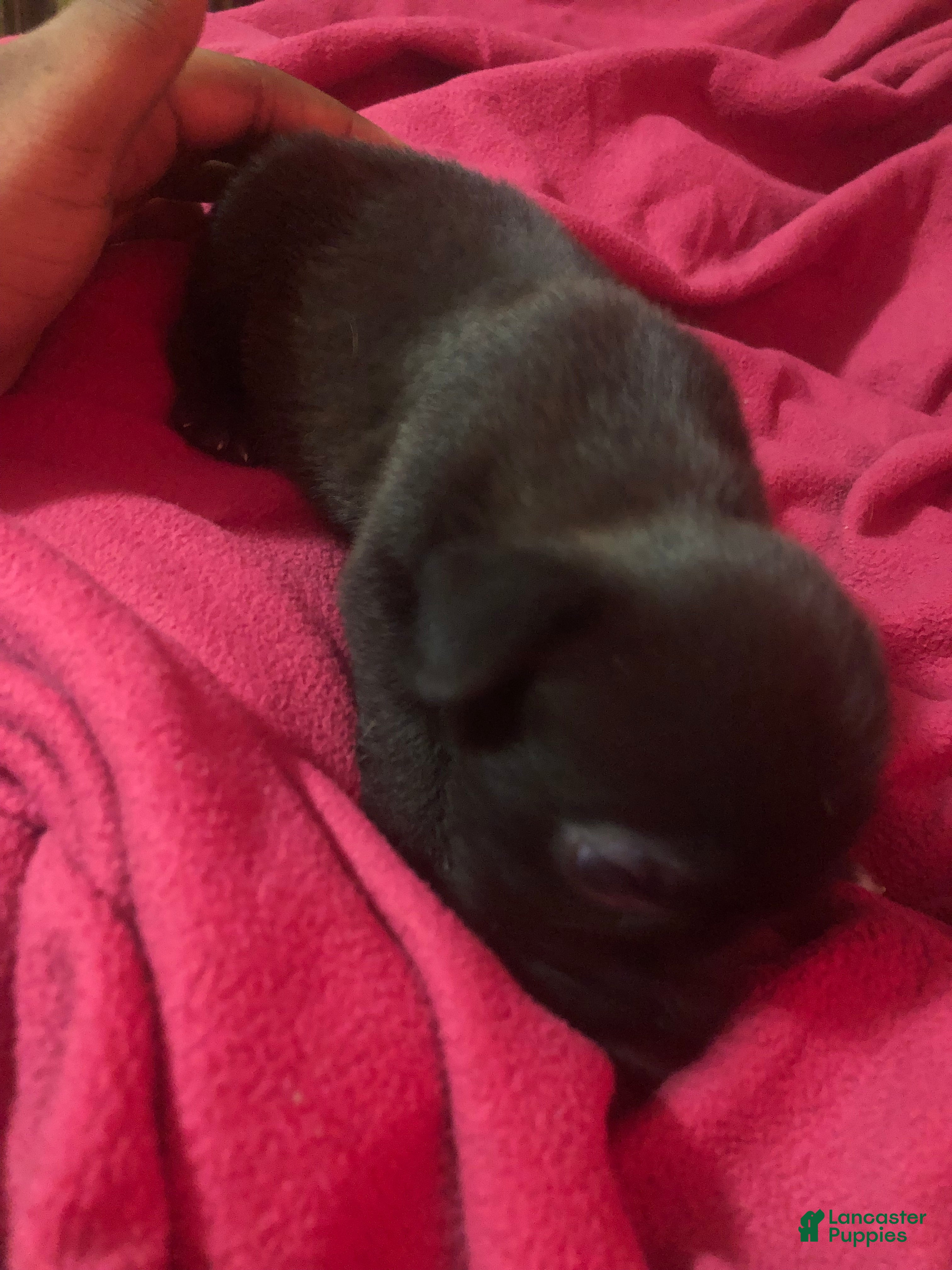 Mixed Breed dogs for sale: Vanessa (Vee) 🪻 - Ad 3