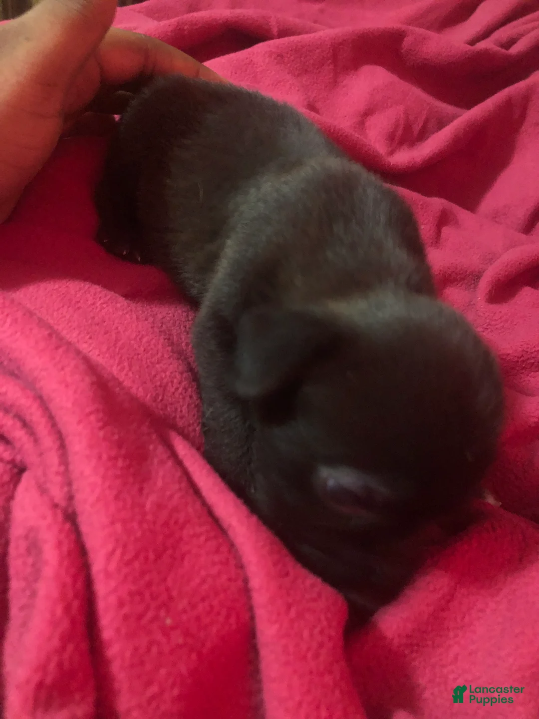 Mixed Breed dogs for sale: Vanessa (Vee) 🪻 - Ad 1