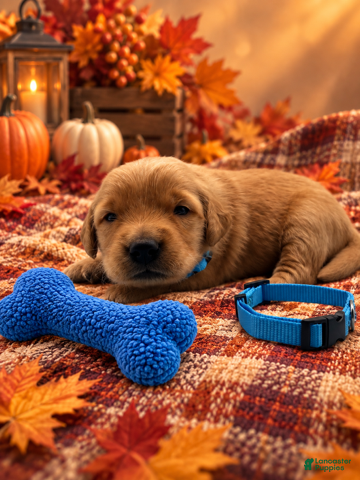 Golden Retriever dogs Micah - Blue Collar - Ad 6