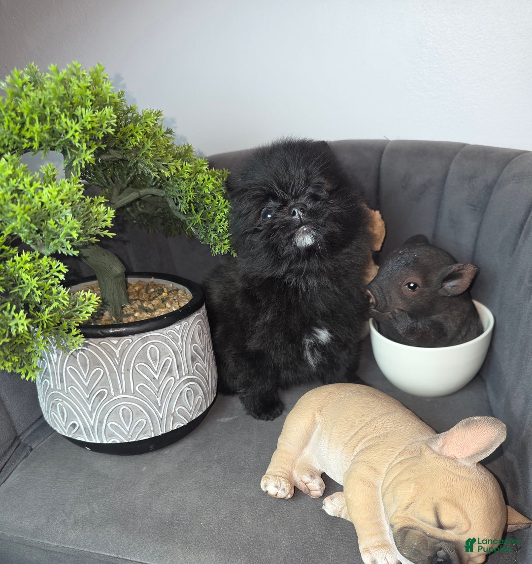 Pomeranian dogs for sale: Pomeranian Puppy chocolate  - Ad 10