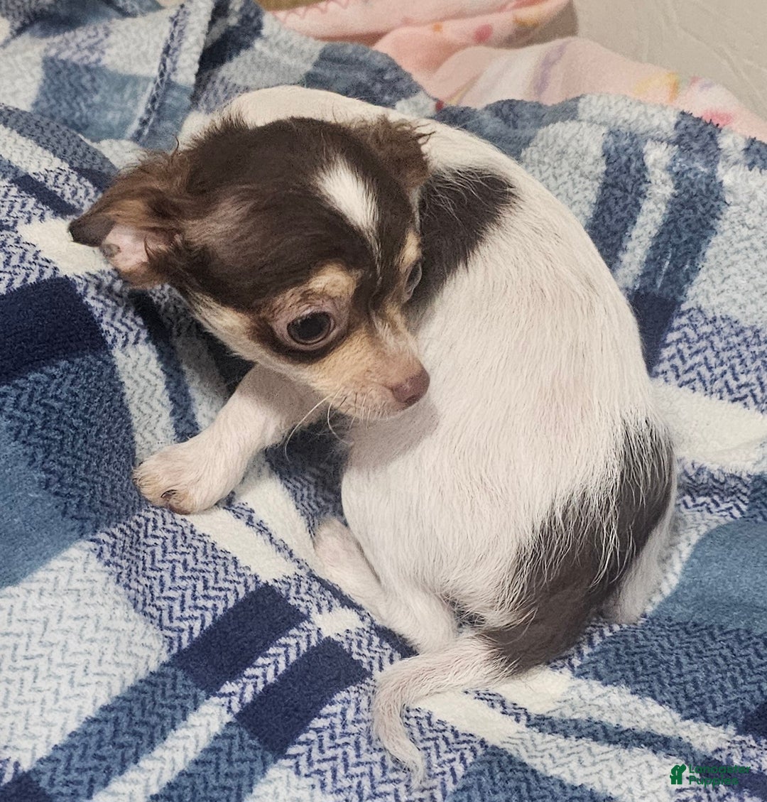 Chihuahua dogs for sale: Petey - Ad 6