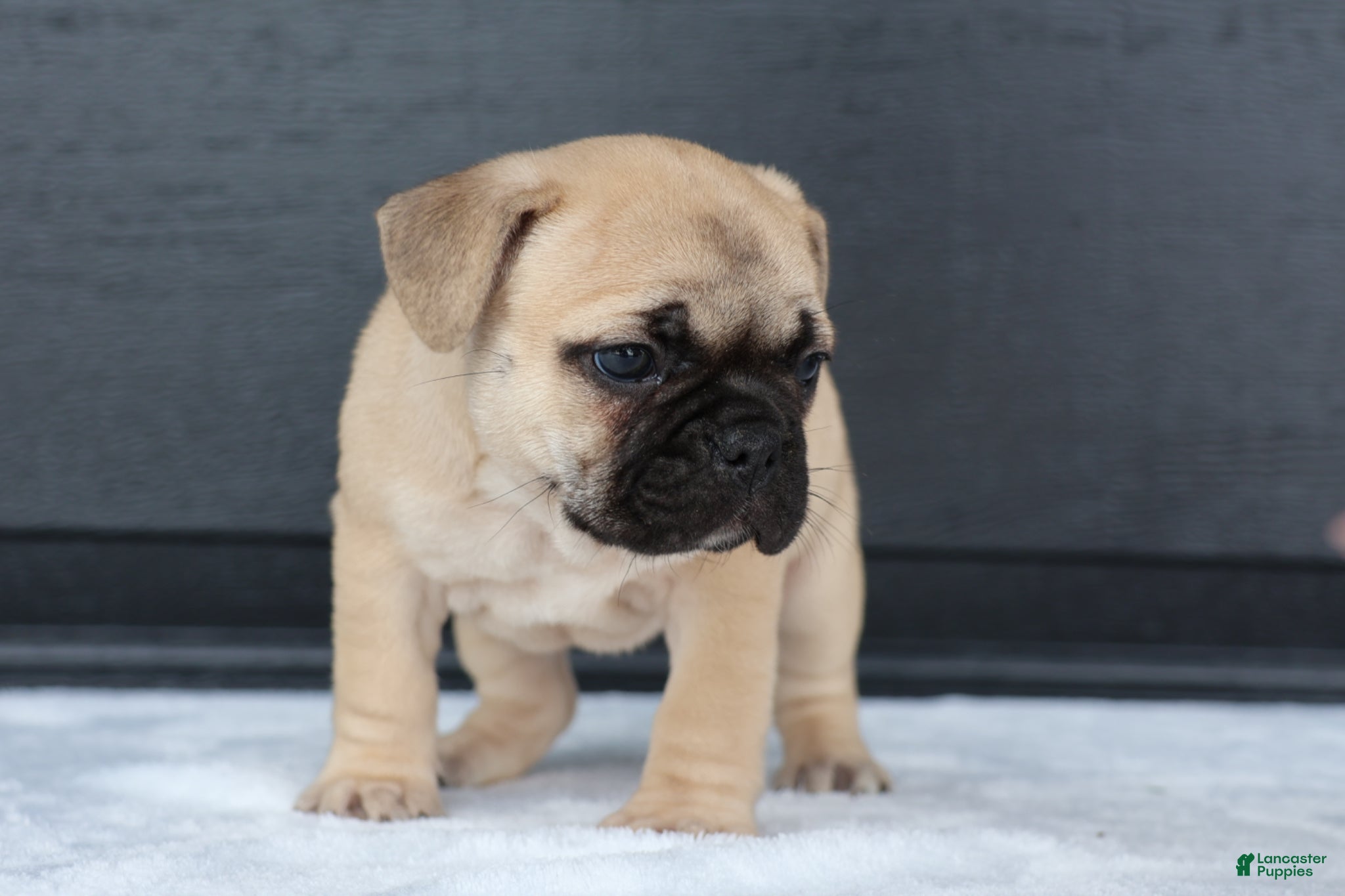 French Bulldog dogs for sale: Ronda - Ad 3
