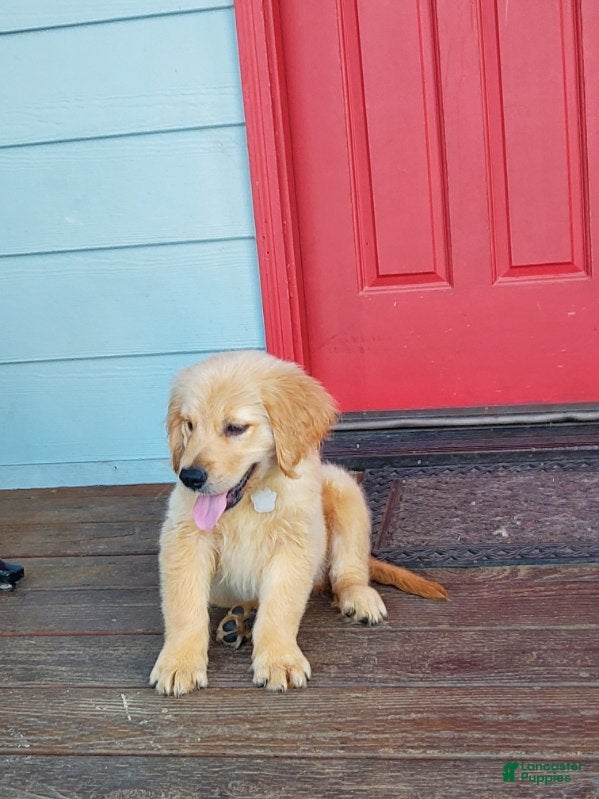 Golden Retriever dogs White Girl - Ad 2