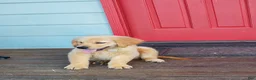 Golden Retriever dogs for sale: White Girl - Ad 2