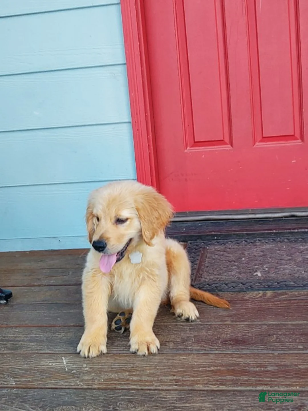 Golden Retriever dogs for sale: White Girl - Ad 2