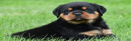 Rottweiler dogs for sale: don - Ad 6