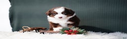 Miniature Australian Shepherd dogs for sale: Bentley - Ad 7