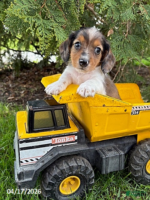 Dachshund dogs Wallen - Ad 2