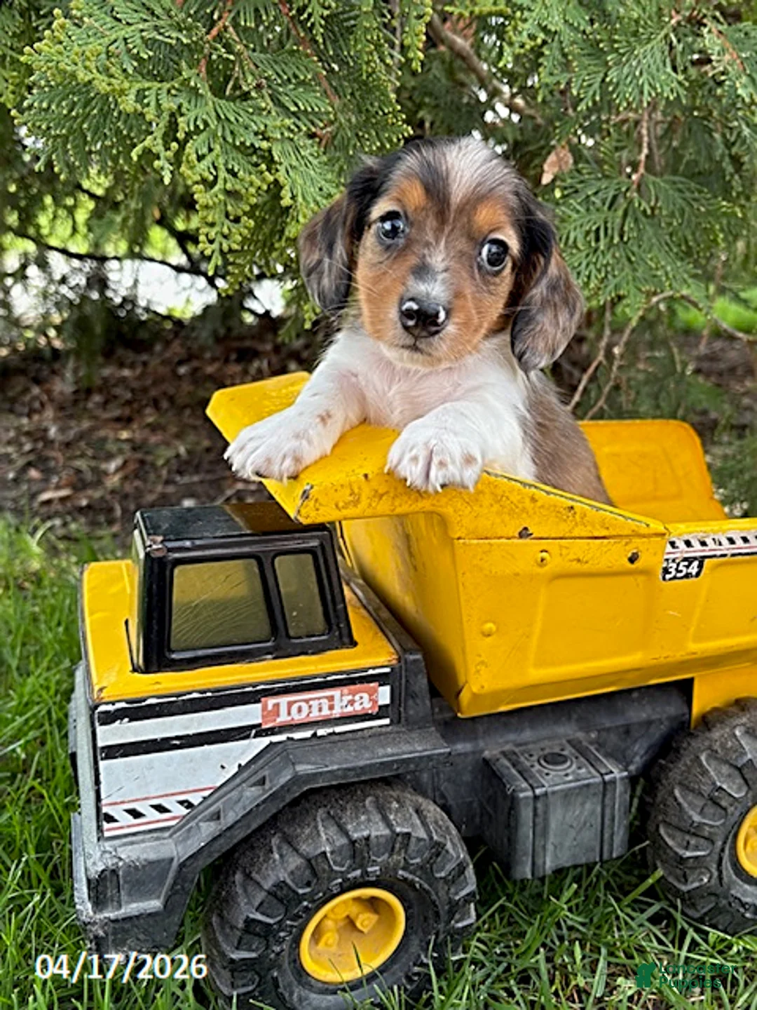 Dachshund dogs for sale: Wallen - Ad 2