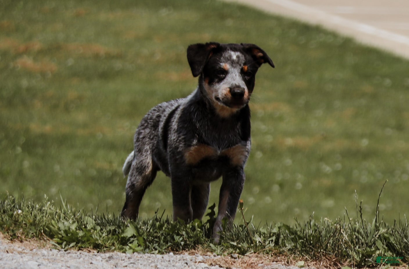 Australian Cattle Dog dogs Mesa - Ad 2