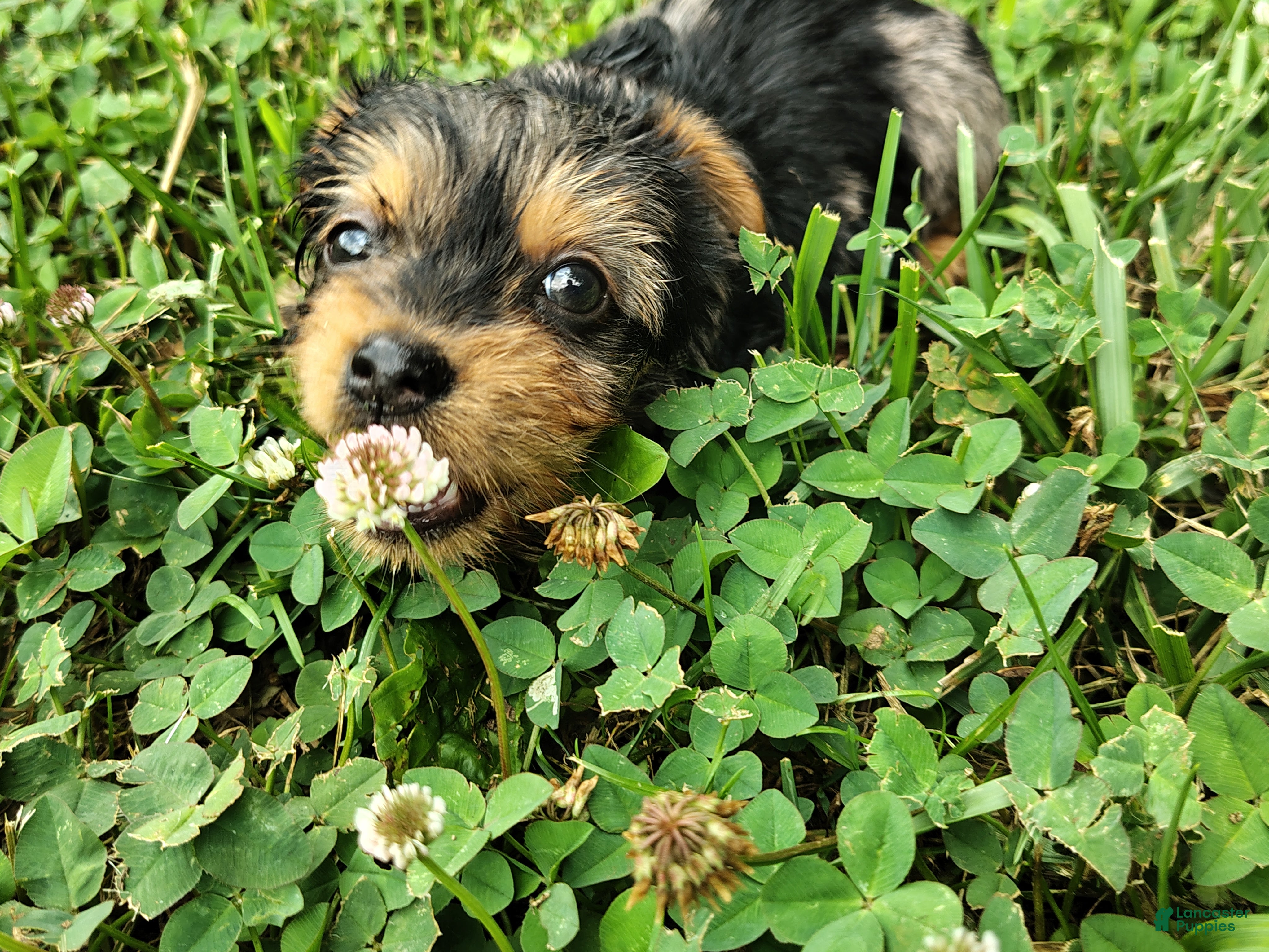 Yorkshire Terrier dogs for sale: Mitzy  - Ad 2