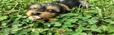 Mitzy 