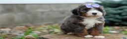 Mini Bernedoodle dogs for sale: 🐾 Paisley 🐾 - Ad 10