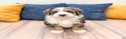 Mini Bernedoodle dogs for sale: Jackson - Ad 8