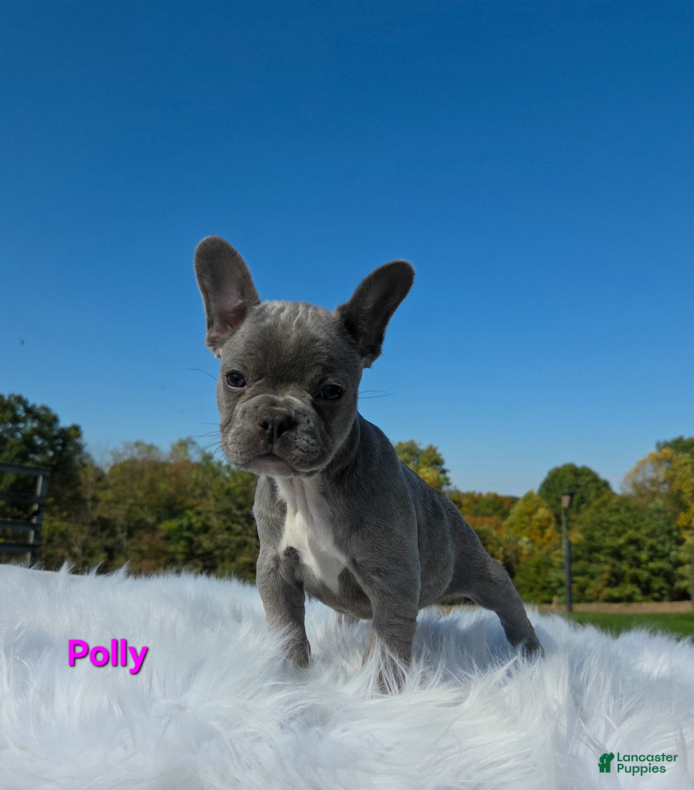 Mixed Breed dogs Polly - Ad 2