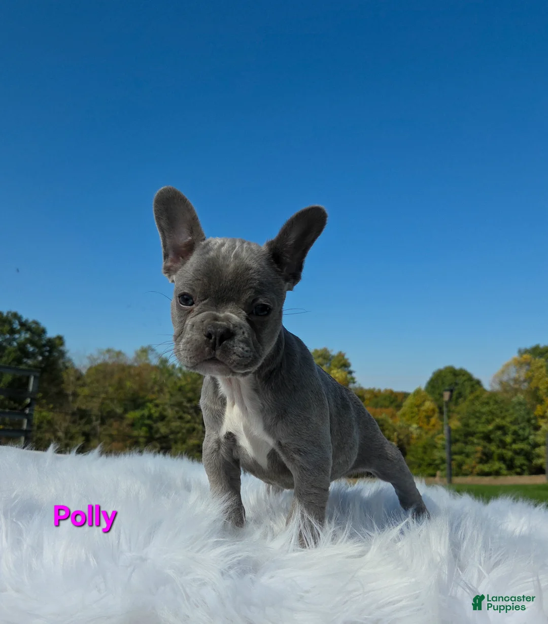 Mixed Breed dogs for sale: Polly - Ad 2