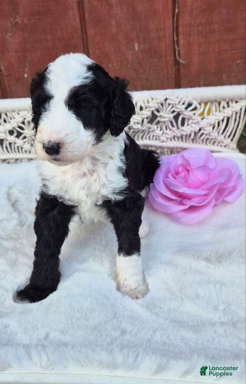 Goldendoodle dogs for sale: Lola - Ad 2