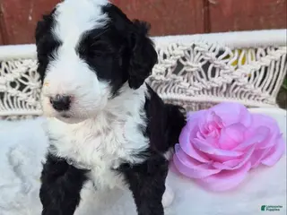 Goldendoodle dogs for sale: Lola - Ad 2