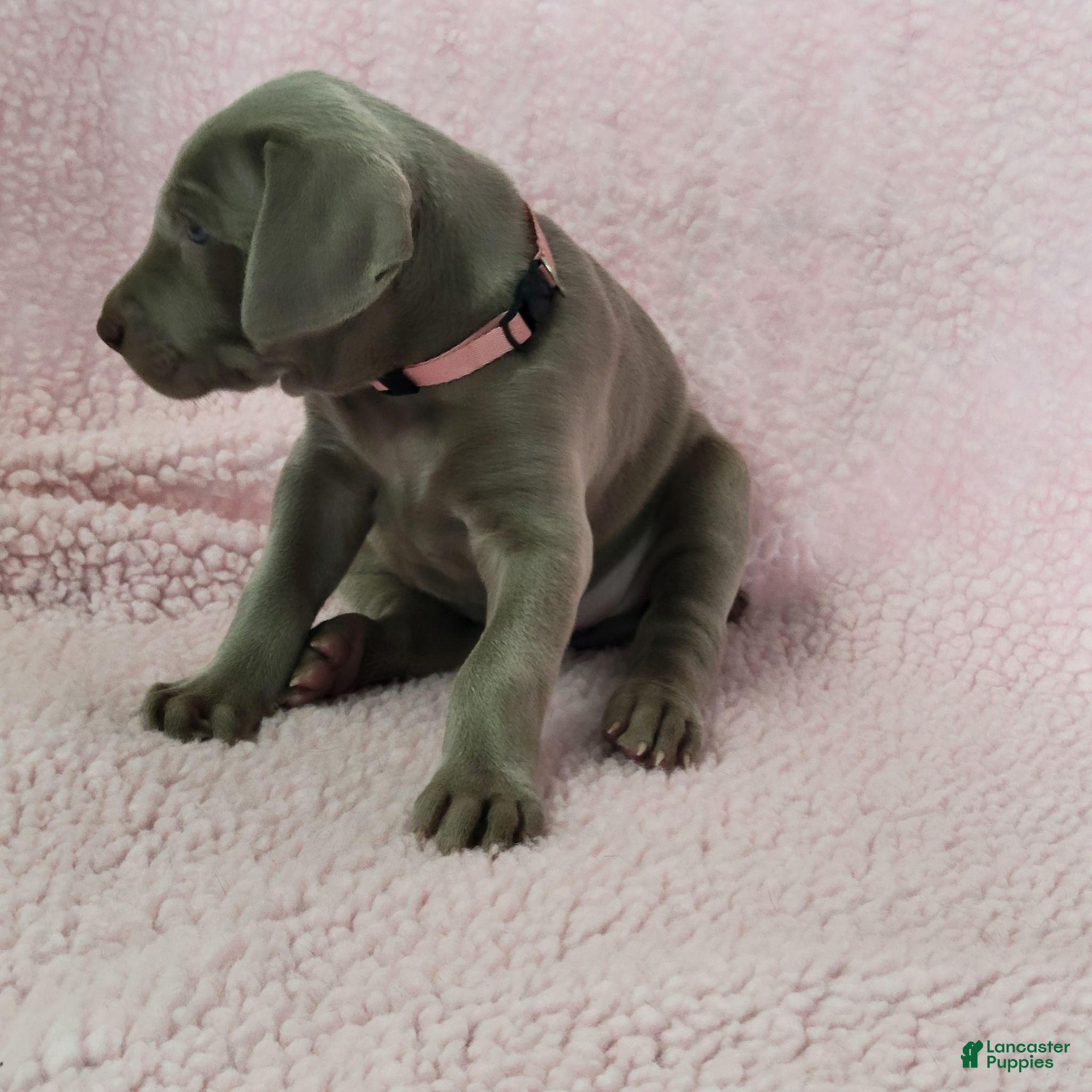 Weimaraner dogs Pink - Ad 3