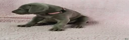 Weimaraner dogs for sale: Pink - Ad 1