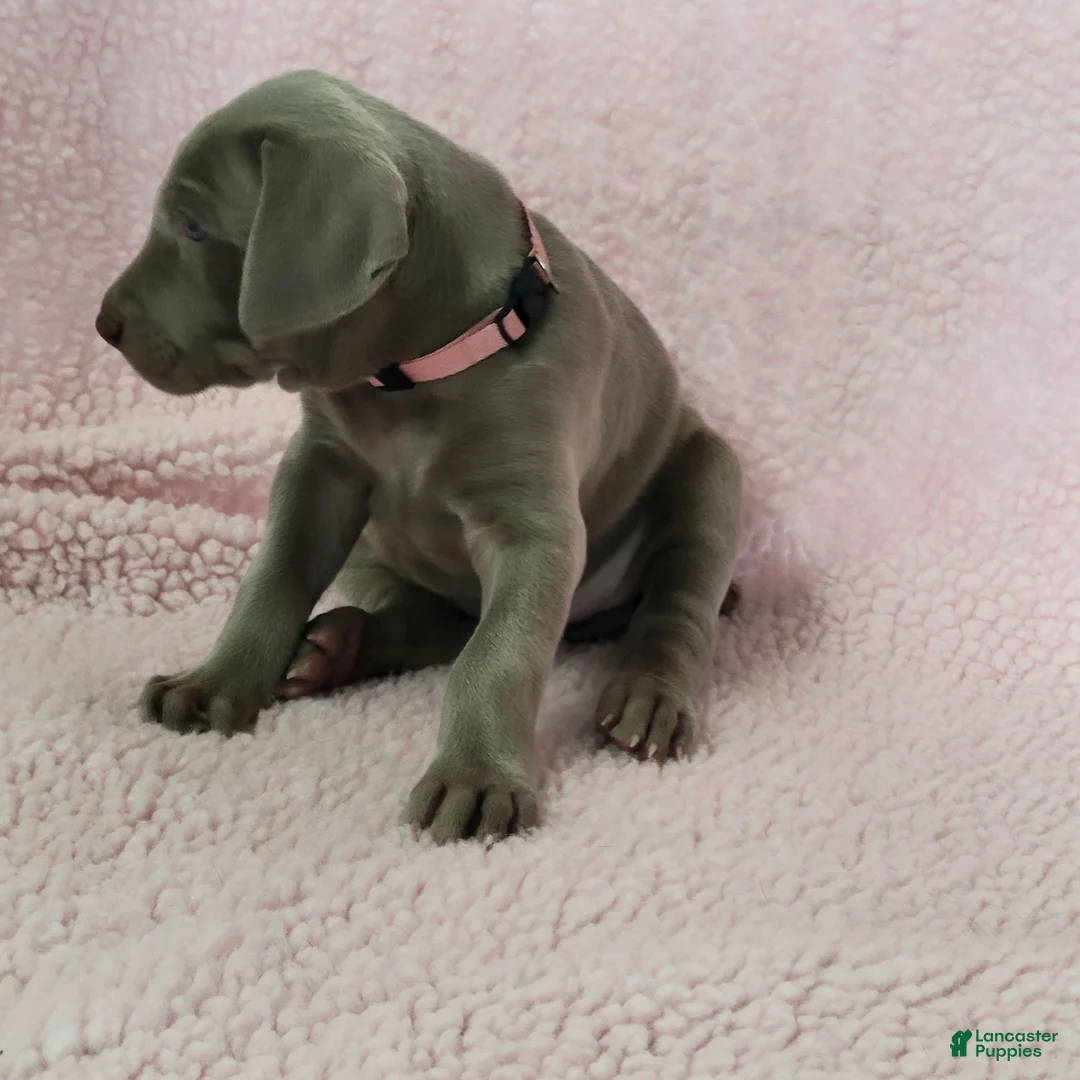Weimaraner dogs for sale: Pink - Ad 1