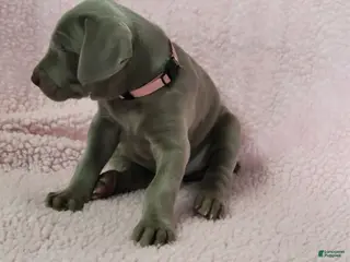 Weimaraner dogs Pink - Ad 5