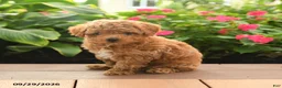 Toy Poodle dogs for sale: Finn - Ad 1