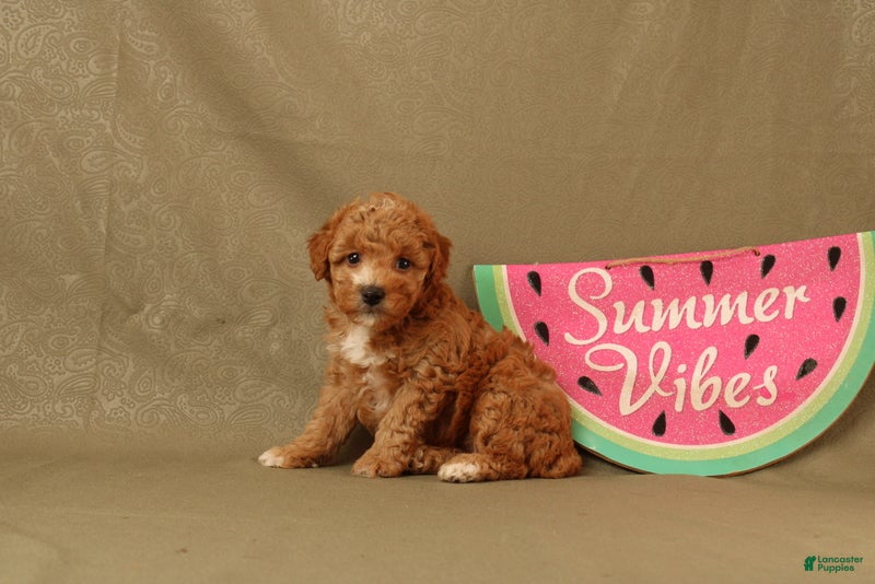 Miniature Poodle dogs Daisy - Ad 1