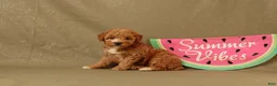 Miniature Poodle dogs for sale: Daisy - Ad 1