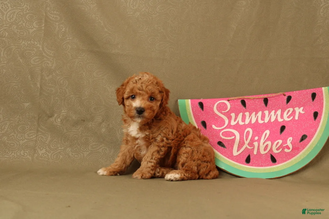 Miniature Poodle dogs for sale: Daisy - Ad 1