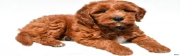 Mini Goldendoodle dogs for sale: Avery - Ad 4