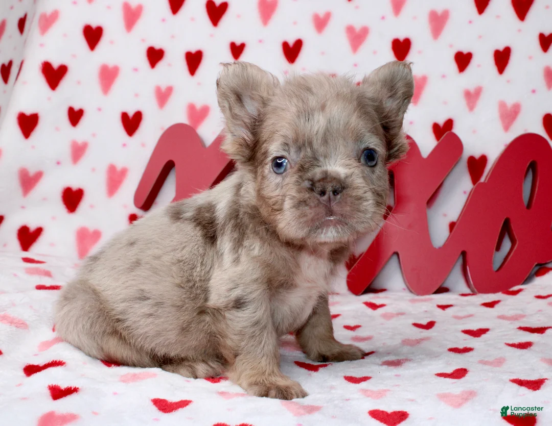 French Bulldog dogs for sale: Teddy  - Ad 2