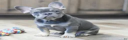 French Bulldog dogs for sale: Heather - Ad 6
