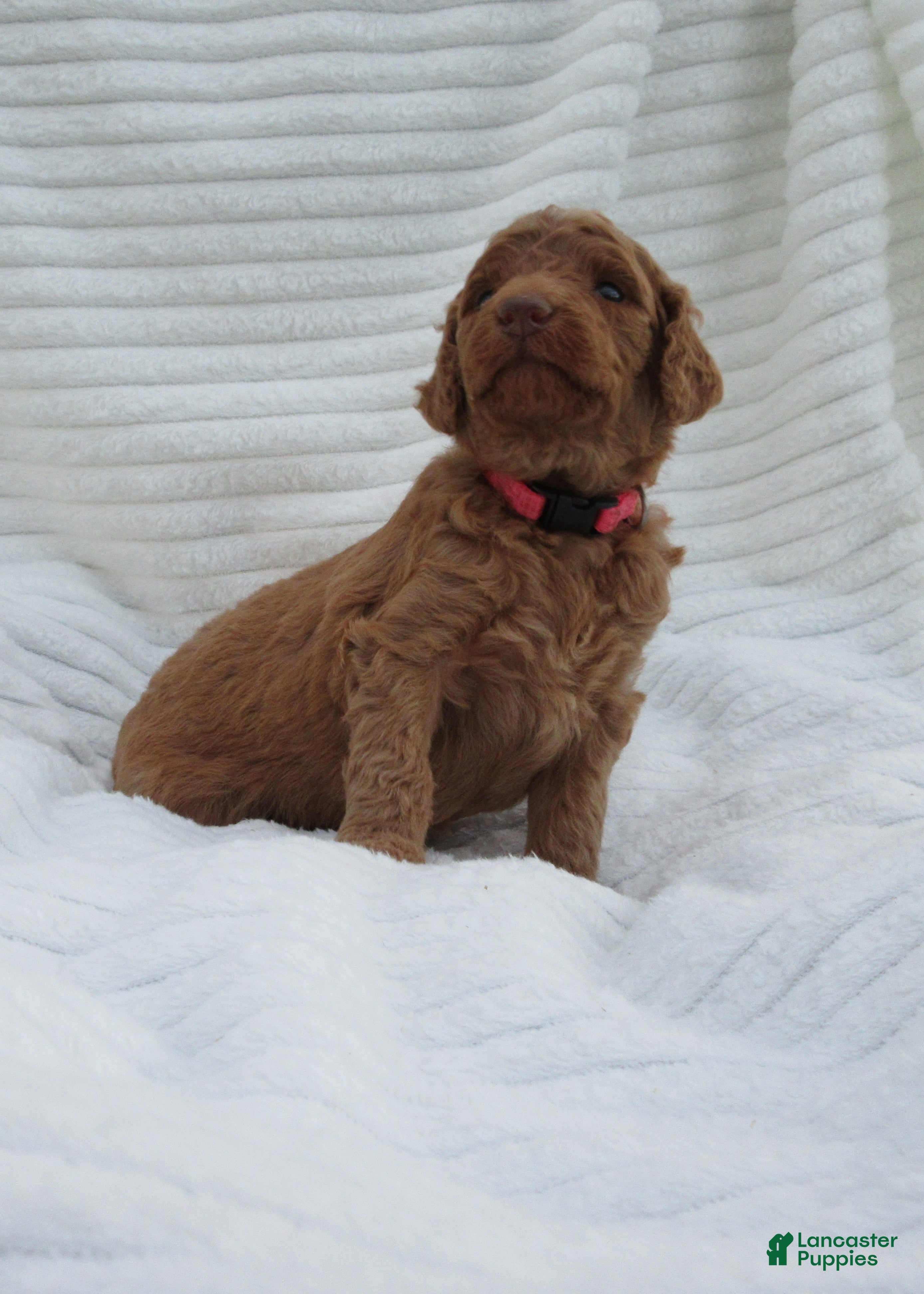 Goldendoodle dogs Lavender - Ad 2