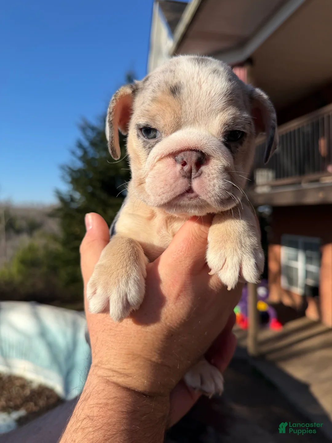 English Bulldog dogs for sale: Bonnie - Ad 14