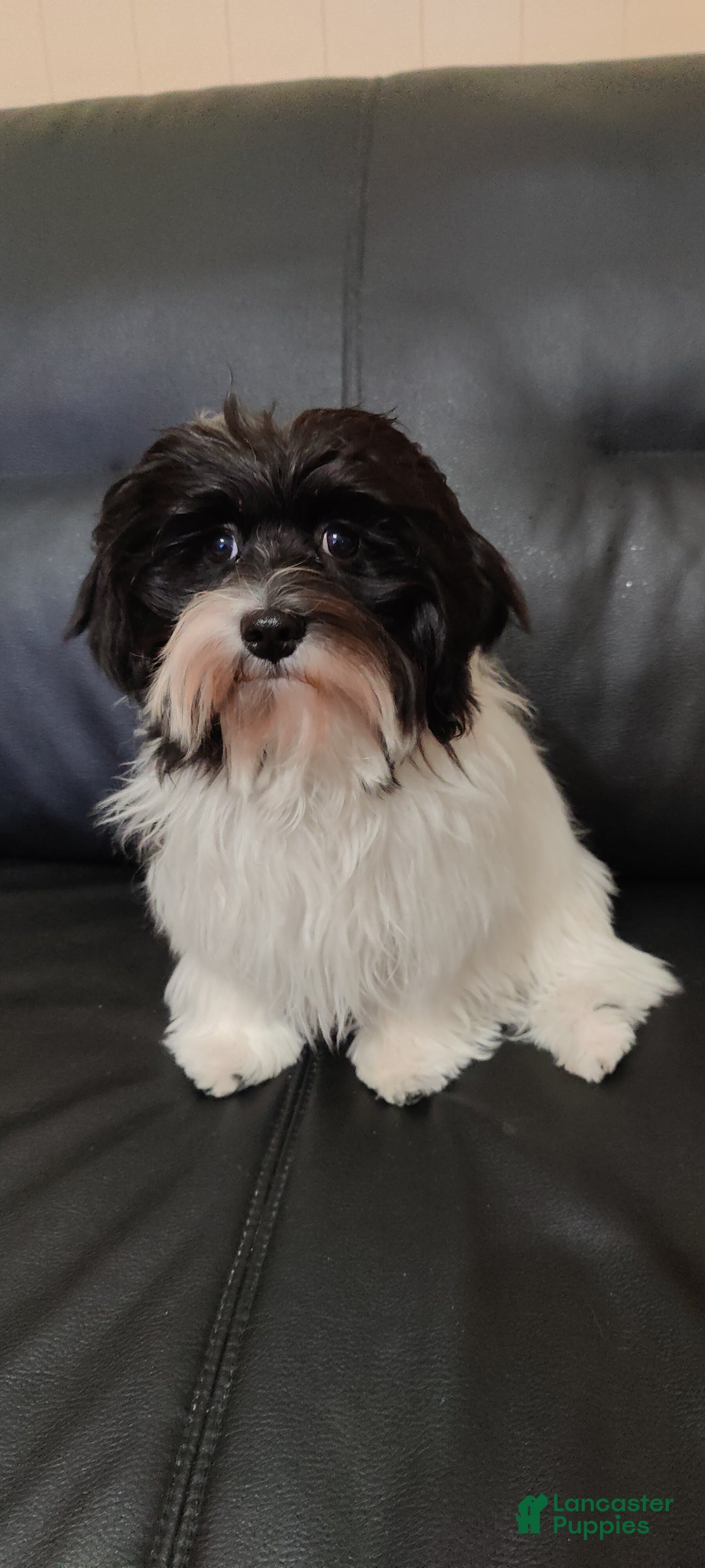 Havanese dogs for sale: Chance  - Ad 7