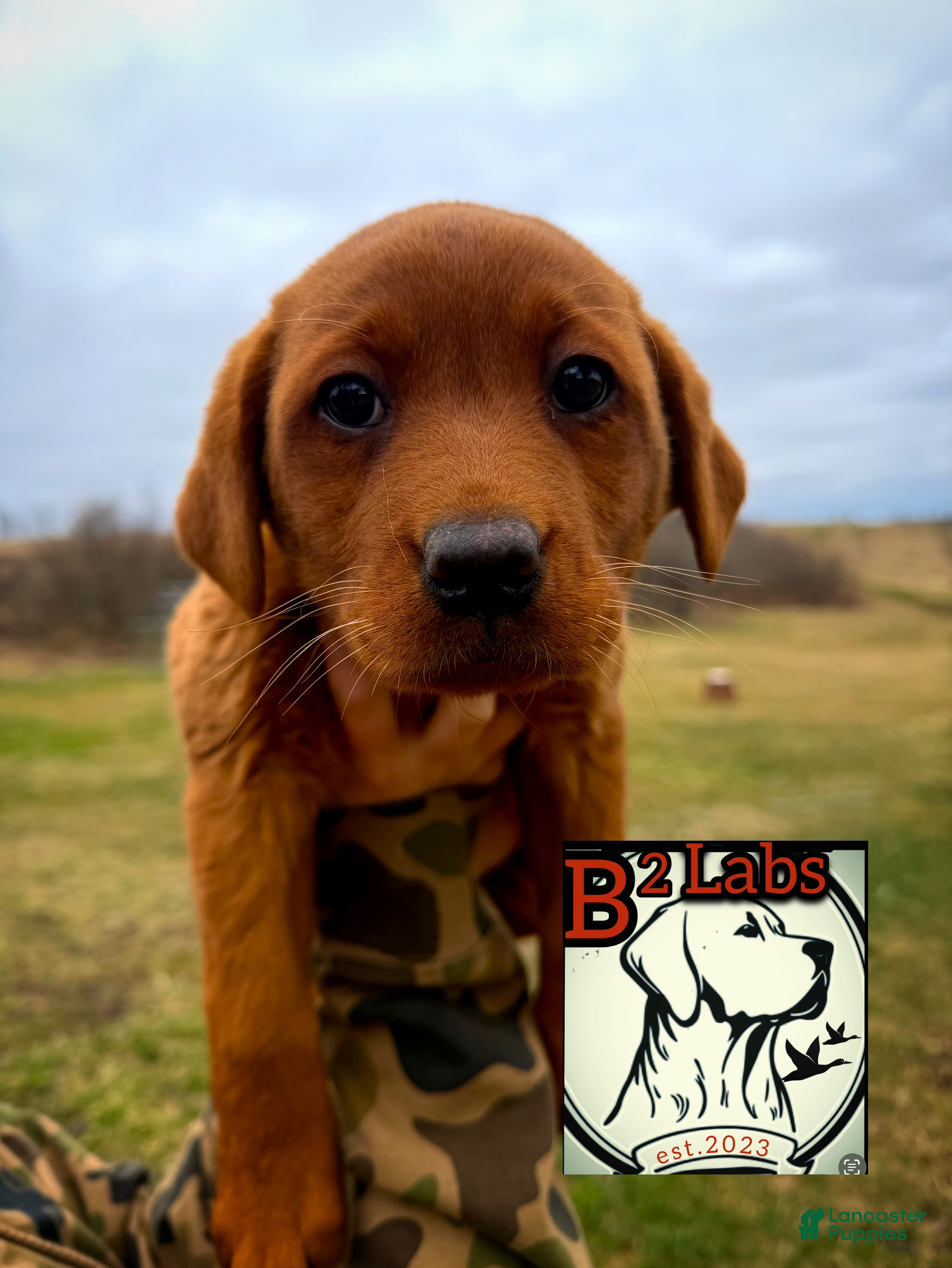 Labrador Retriever dogs Bella - Ad 1