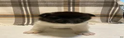 Akita dogs for sale: Mya - Ad 3