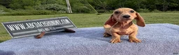 Miniature Dachshund dogs for sale: Brindle boy  - Ad 2