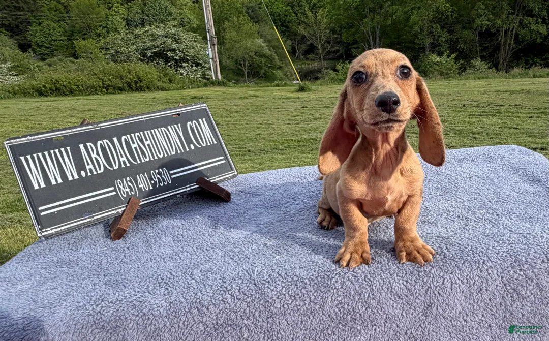 Miniature Dachshund dogs for sale: Brindle boy  - Ad 2