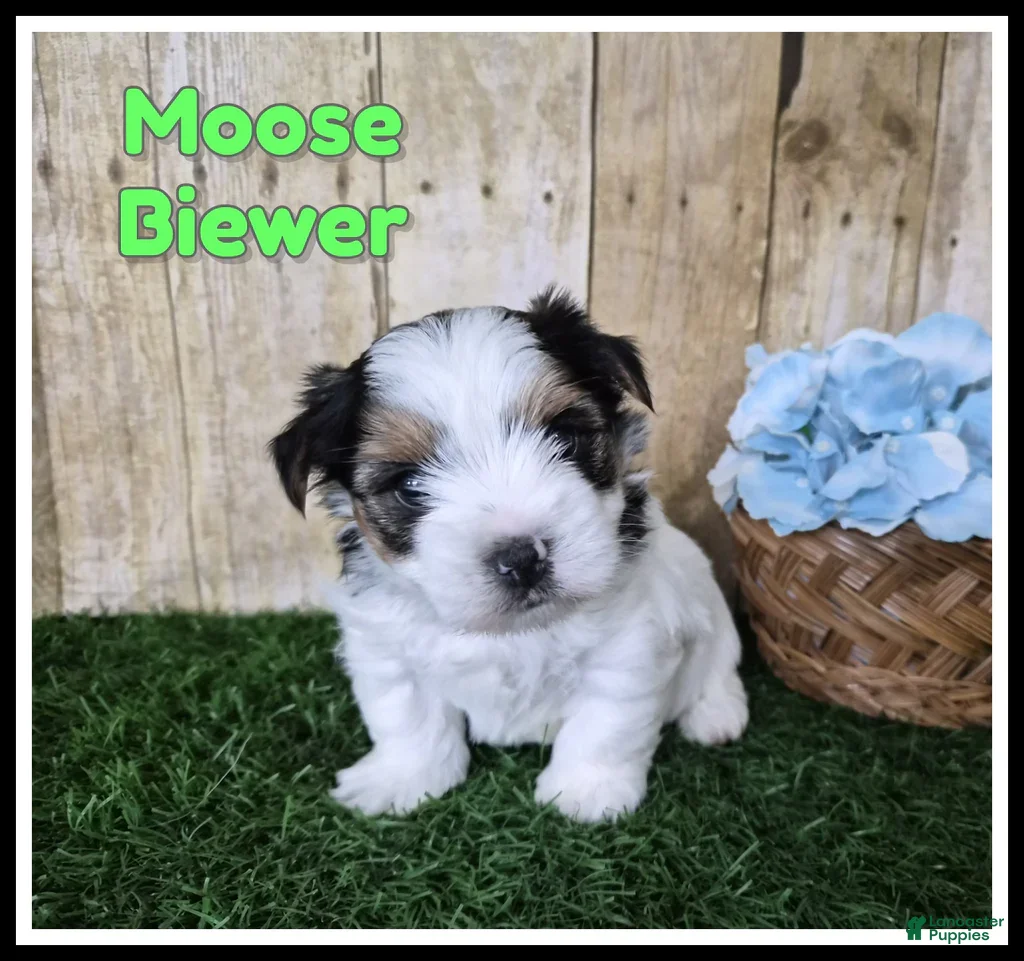 Biewer Terrier dogs Moose - Ad 2