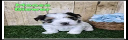 Biewer Terrier dogs for sale: Moose - Ad 1