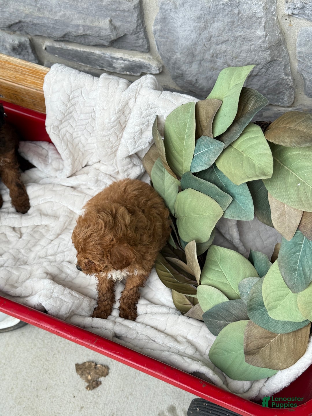 Toy Poodle dogs for sale: Kinsley - Ad 8