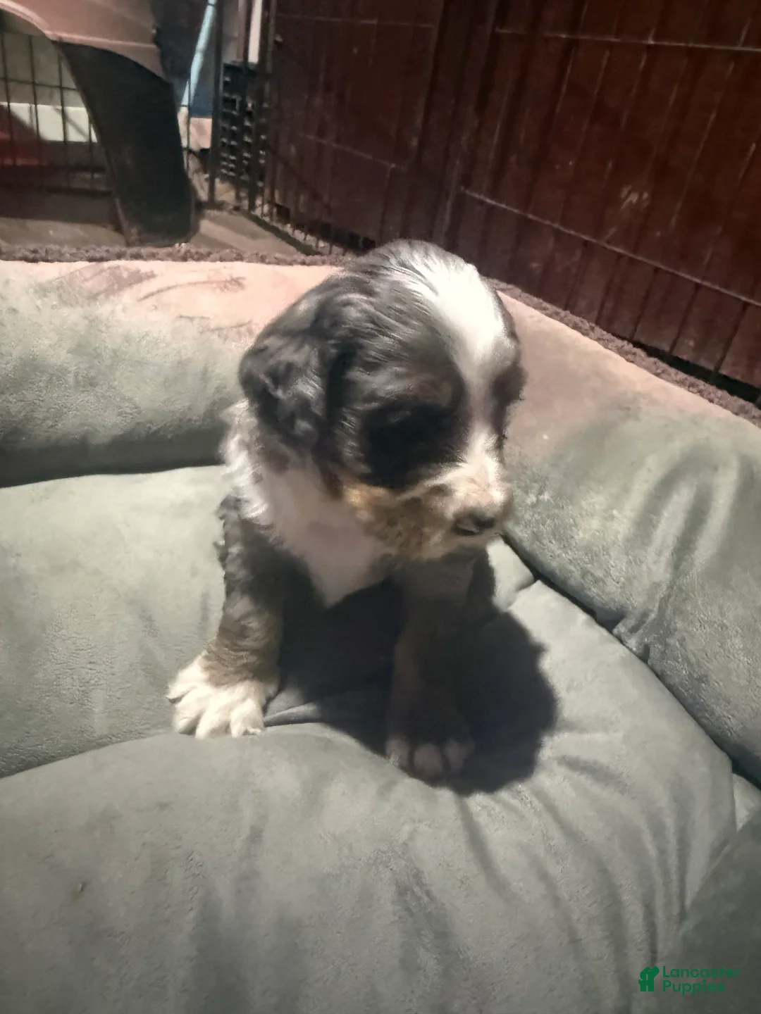 Mini Bernedoodle dogs for sale: Mini Bernedoodle Buz - Ad 2