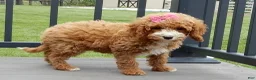 Cavapoo dogs for sale: Lulu - Ad 6