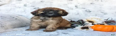 Penny