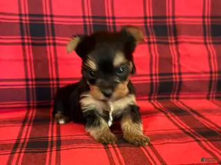 Yorkshire Terrier dogs Yorkshire Terrier 3 - Ad 15