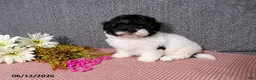 Havanese dogs for sale: Sugar - Ad 3