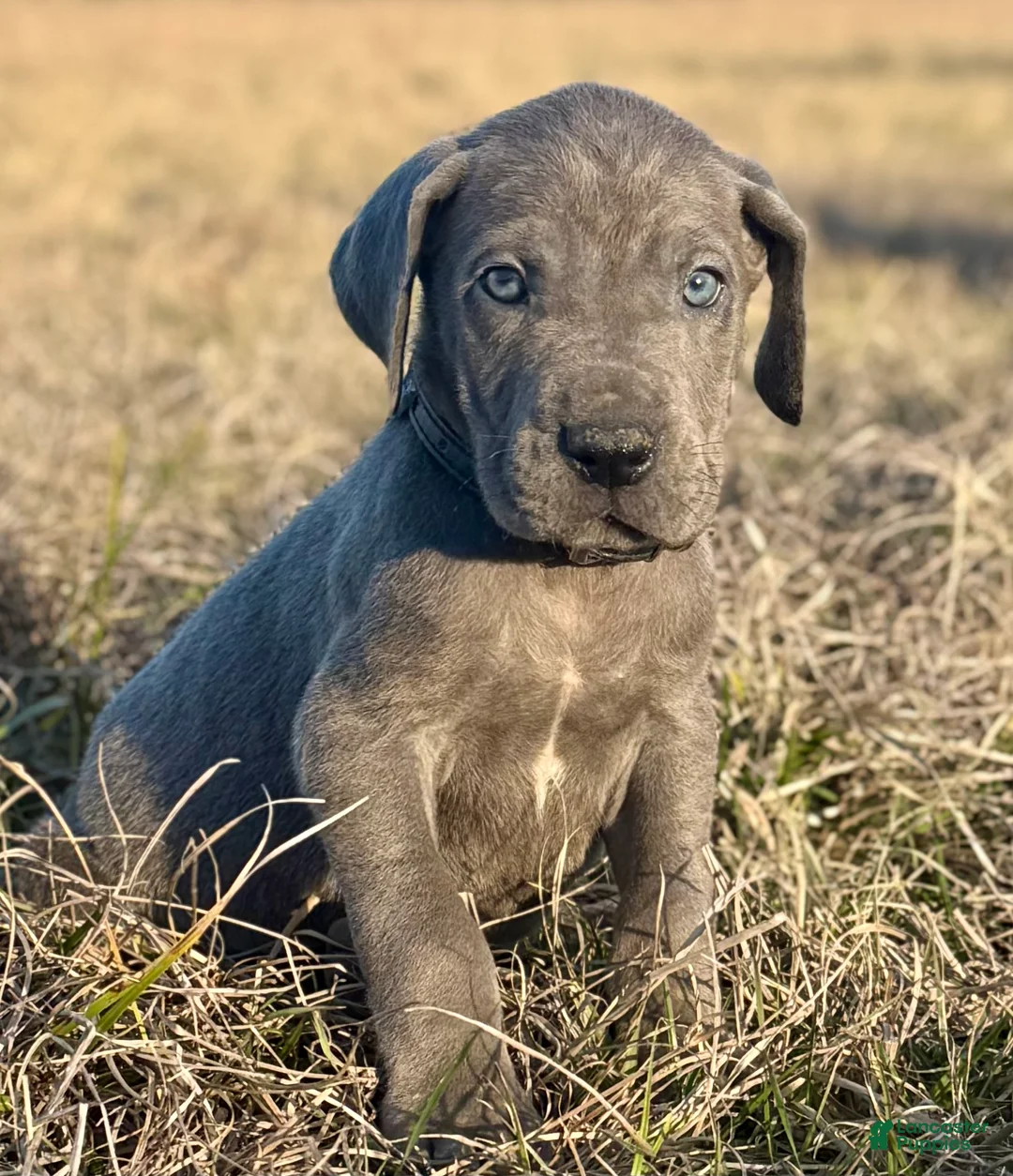 Great Dane dogs for sale: Big & Blue Dakota  - Ad 2